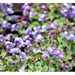 Håret Torskemund Cymbalaria Pallida 10 Cm. Potte -Montoz Butik mi736 cymbalaria pallida 8ace