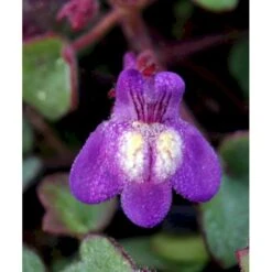 Håret Torskemund Cymbalaria Pallida 10 Cm. Potte -Montoz Butik mi736 cymbalaria pallida d3c7