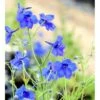 Ridderspore 'Blauer Zwerg' Delphinium Grandiflorum 'Blauer Zwerg' 1 Liter Potte -Montoz Butik mi752 delphinium grandiflorum blauer zwerg 0938
