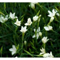 Bakkenellike 'Albus' Dianthus Deltoides 'Albus' 10 Cm. Potte