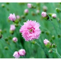 Fjernellike 'Maggie' Dianthus Plumarius 'Maggie' 10 Cm. Potte -Montoz Butik mi794 dianthus plumarius maggie cea0