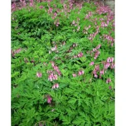 Småhjerte Dicentra Eximia 1 Liter Potte -Montoz Butik mi796 dicentra eximia 9d1c