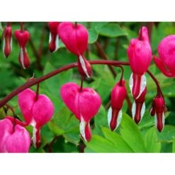 Løjtnantshjerte Dicentra Spectabilis 1 Liter Potte -Montoz Butik mi801 dicentra spectabilis 23d0