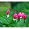 Løjtnantshjerte Dicentra Spectabilis 1 Liter Potte -Montoz Butik mi801 dicentra spectabilis c190