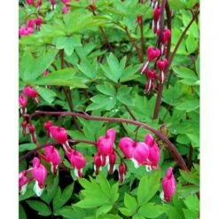 Løjtnantshjerte Dicentra Spectabilis 1 Liter Potte -Montoz Butik mi801 dicentra spectabilis dd34