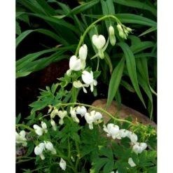 Løjtnantshjerte 'Alba' Dicentra Spectabilis 'Alba' 1 Liter Potte -Montoz Butik mi802 dicentra spectabilis alba 3cb8