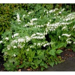 Løjtnantshjerte 'Alba' Dicentra Spectabilis 'Alba' 1 Liter Potte -Montoz Butik mi802 dicentra spectabilis alba 3fb4