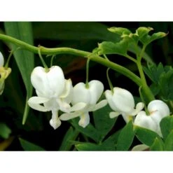 Løjtnantshjerte 'Alba' Dicentra Spectabilis 'Alba' 1 Liter Potte -Montoz Butik mi802 dicentra spectabilis alba 5f9d