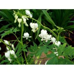 Løjtnantshjerte 'Alba' Dicentra Spectabilis 'Alba' 1 Liter Potte -Montoz Butik mi802 dicentra spectabilis alba 8da3