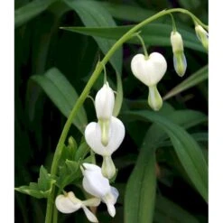 Løjtnantshjerte 'Alba' Dicentra Spectabilis 'Alba' 1 Liter Potte -Montoz Butik mi802 dicentra spectabilis alba 979a