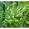 Løjtnantshjerte 'Alba' Dicentra Spectabilis 'Alba' 1 Liter Potte 2 Løjtnantshjerte 'Alba' Dicentra Spectabilis 'Alba' 1 Liter Potte -Montoz Butik mi802 dicentra spectabilis alba d9a5