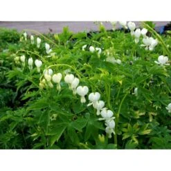 Løjtnantshjerte 'Alba' Dicentra Spectabilis 'Alba' 1 Liter Potte -Montoz Butik mi802 dicentra spectabilis alba e9d4