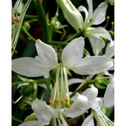 Gasplante 'Albiflorus' Dictamnus Albus 'Albiflorus' 1 Liter Potte -Montoz Butik mi803 dictamnus albus albiflorus 40d5