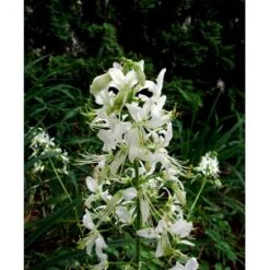 Gasplante 'Albiflorus' Dictamnus Albus 'Albiflorus' 1 Liter Potte -Montoz Butik mi803 dictamnus albus albiflorus 85c5