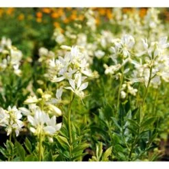 Gasplante 'Albiflorus' Dictamnus Albus 'Albiflorus' 1 Liter Potte -Montoz Butik mi803 dictamnus albus albiflorus c8aa