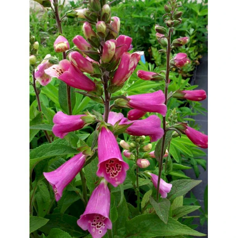 Fingerbøl 'Gloxiniaeflora' Digitalis Purpurea 'Gloxiniaeflora' 1 Liter Potte 3 Fingerbøl 'Gloxiniaeflora' Digitalis Purpurea 'Gloxiniaeflora' 1 Liter Potte