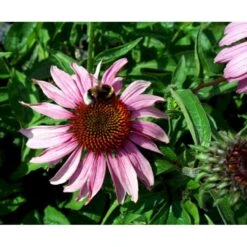 Purpursolhat Echinacea Purpurea 'Magnus' 1 Liter Potte -Montoz Butik mi840 echinacea purpurea magnus 60a1