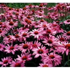 Purpursolhat Echinacea Purpurea 'Magnus' 1 Liter Potte -Montoz Butik mi840 echinacea purpurea magnus 6231