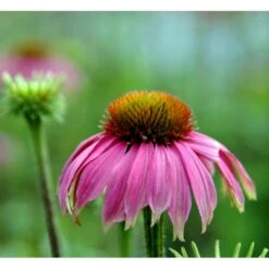 Purpursolhat Echinacea Purpurea 'Magnus' 1 Liter Potte -Montoz Butik mi840 echinacea purpurea magnus 9831