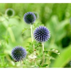 Tidselkugle Echinops Ritro 1 Liter Potte 7 Tidselkugle Echinops Ritro 1 Liter Potte -Montoz Butik mi841 echinops ritro eea7