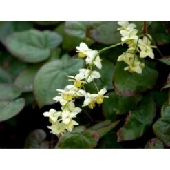 Bispehue 'Sulphureum' Epimedium Versicolor 'Sulphureum' 10 Cm. Potte -Montoz Butik mi856 epimedium versicolor sulphureum 37e7