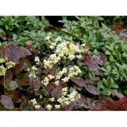 Bispehue 'Sulphureum' Epimedium Versicolor 'Sulphureum' 10 Cm. Potte -Montoz Butik mi856 epimedium versicolor sulphureum bde3