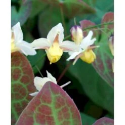 Bispehue 'Sulphureum' Epimedium Versicolor 'Sulphureum' 10 Cm. Potte -Montoz Butik mi856 epimedium versicolor sulphureum f802