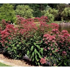 Hjortetrøst 'Atropurpureum' Eupatorium Maculatum 'Atropurpureum' 1 Liter Potte 13 Hjortetrøst 'Atropurpureum' Eupatorium Maculatum 'Atropurpureum' 1 Liter Potte -Montoz Butik mi913 eupatorium maculatum atropurpureum 7aff