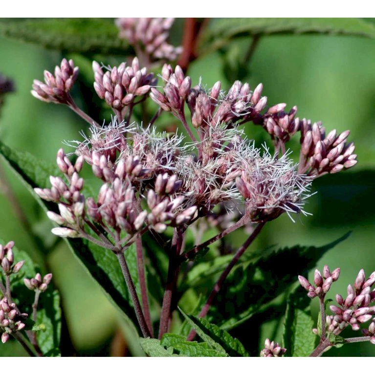 Hjortetrøst 'Atropurpureum' Eupatorium Maculatum 'Atropurpureum' 1 Liter Potte 5 Hjortetrøst 'Atropurpureum' Eupatorium Maculatum 'Atropurpureum' 1 Liter Potte - Billede 3