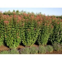 Hjortetrøst 'Atropurpureum' Eupatorium Maculatum 'Atropurpureum' 1 Liter Potte 12 Hjortetrøst 'Atropurpureum' Eupatorium Maculatum 'Atropurpureum' 1 Liter Potte -Montoz Butik mi913 eupatorium maculatum atropurpureum bd13