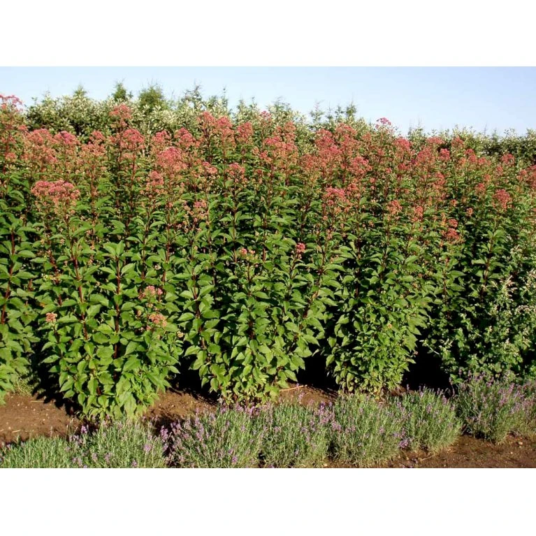 Hjortetrøst 'Atropurpureum' Eupatorium Maculatum 'Atropurpureum' 1 Liter Potte 7 Hjortetrøst 'Atropurpureum' Eupatorium Maculatum 'Atropurpureum' 1 Liter Potte - Billede 5