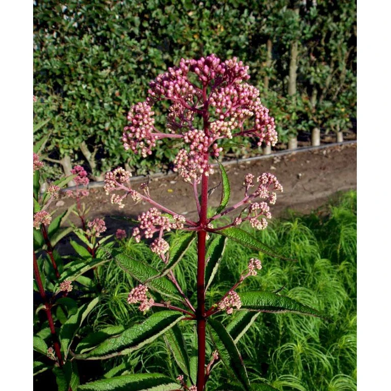 Hjortetrøst 'Atropurpureum' Eupatorium Maculatum 'Atropurpureum' 1 Liter Potte 6 Hjortetrøst 'Atropurpureum' Eupatorium Maculatum 'Atropurpureum' 1 Liter Potte - Billede 4