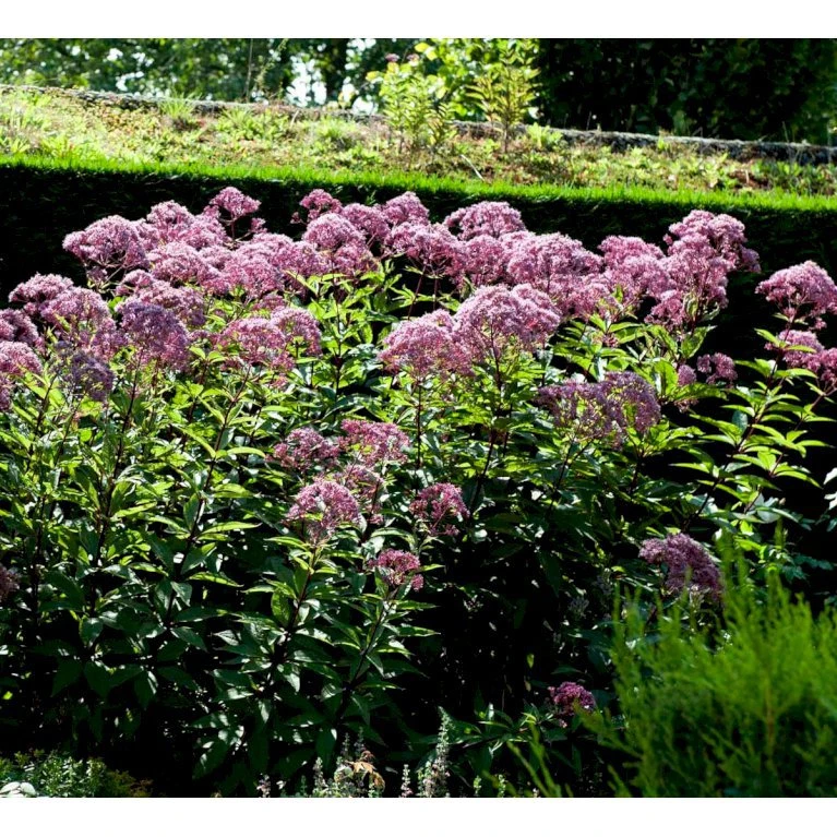Hjortetrøst 'Atropurpureum' Eupatorium Maculatum 'Atropurpureum' 1 Liter Potte 3 Hjortetrøst 'Atropurpureum' Eupatorium Maculatum 'Atropurpureum' 1 Liter Potte