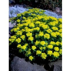 Forårs-Vortemælk Euphorbia Polychroma 1 Liter Potte 12 Forårs-Vortemælk Euphorbia Polychroma 1 Liter Potte -Montoz Butik mi919 euphorbia polychroma 22f1