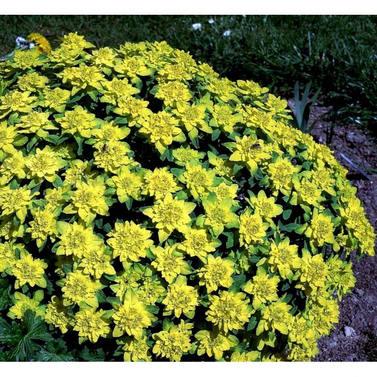 Forårs-Vortemælk Euphorbia Polychroma 1 Liter Potte 8 Forårs-Vortemælk Euphorbia Polychroma 1 Liter Potte - Billede 6