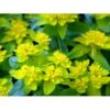 Forårs-Vortemælk Euphorbia Polychroma 1 Liter Potte 2 Forårs-Vortemælk Euphorbia Polychroma 1 Liter Potte -Montoz Butik mi919 euphorbia polychroma 8ffb