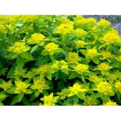 Forårs-Vortemælk Euphorbia Polychroma 1 Liter Potte 10 Forårs-Vortemælk Euphorbia Polychroma 1 Liter Potte -Montoz Butik mi919 euphorbia polychroma dc98