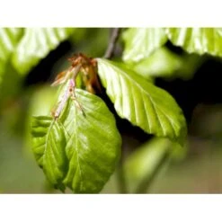 Almindelig Bøg / Bøgehæk Fagus Sylvatica Barrods. 3 års 80-100 Cm. -Montoz Butik mi937 fagus sylvatica 0088