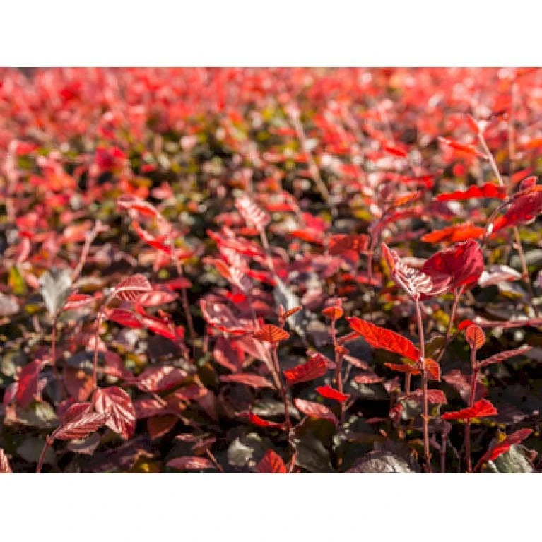 Rødbøg Til Hæk Fagus Sylvatica Purpurea Barrods,- 3 års (3/0) 80-120 Cm. 3 Rødbøg Til Hæk Fagus Sylvatica Purpurea Barrods,- 3 års (3/0) 80-120 Cm.