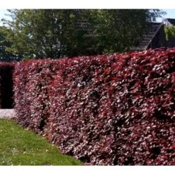 Rødbøg Til Hæk Fagus Sylvatica Purpurea Barrods,- 3 års (3/0) 80-120 Cm. 8 Rødbøg Til Hæk Fagus Sylvatica Purpurea Barrods,- 3 års (3/0) 80-120 Cm. -Montoz Butik mi939 fagus sylvatica purpurea 996f