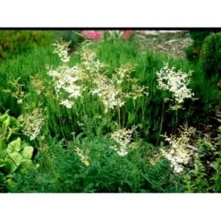 Knoldet Mjødurt 'Plena' Filipendula Vulgaris 'Plena' 1 Liter Potte -Montoz Butik mi969 filipendula vulgaris plena 1f20