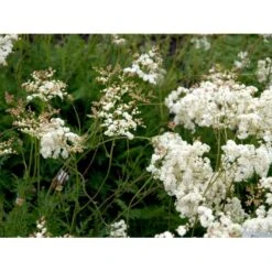 Knoldet Mjødurt 'Plena' Filipendula Vulgaris 'Plena' 1 Liter Potte -Montoz Butik mi969 filipendula vulgaris plena 5d90