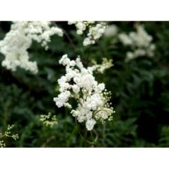 Knoldet Mjødurt 'Plena' Filipendula Vulgaris 'Plena' 1 Liter Potte -Montoz Butik mi969 filipendula vulgaris plena c5ca