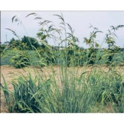 Alpehavre Helictotrichon Sempervirens 1 Liter Potte