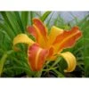 Daglilje 'Frans Hals' Hemerocallis 'Frans Hals' Potte 2 Liter. 1 Daglilje 'Frans Hals' Hemerocallis 'Frans Hals' Potte 2 Liter. -Montoz Butik p1017 828 hemerocallis frans hals 7504