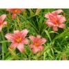 Daglilje 'Pink Damask' Hemerocallis 'Pink Damask' Potte 2 Liter. 1 Daglilje 'Pink Damask' Hemerocallis 'Pink Damask' Potte 2 Liter. -Montoz Butik p1025 40733 hemerocallis pink damask acad