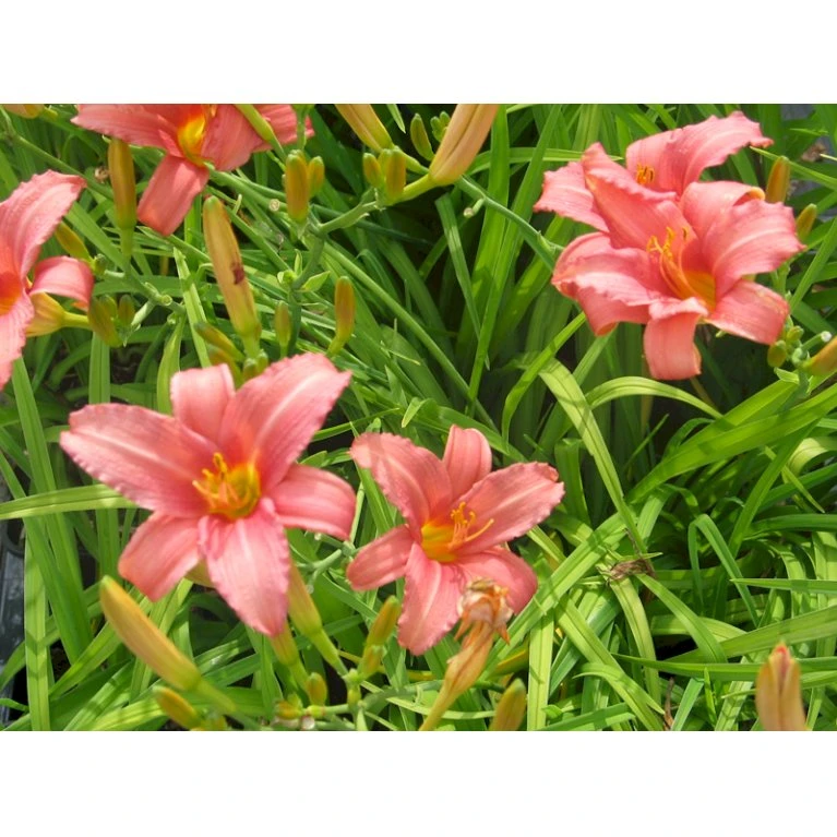 Daglilje 'Pink Damask' Hemerocallis 'Pink Damask' Potte 2 Liter. 3 Daglilje 'Pink Damask' Hemerocallis 'Pink Damask' Potte 2 Liter.