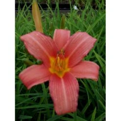Daglilje 'Pink Damask' Hemerocallis 'Pink Damask' Potte 2 Liter. 9 Daglilje 'Pink Damask' Hemerocallis 'Pink Damask' Potte 2 Liter. -Montoz Butik p1025 40734 hemerocallis pink damask 96d2