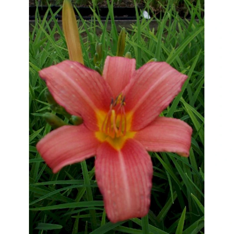 Daglilje 'Pink Damask' Hemerocallis 'Pink Damask' Potte 2 Liter. 5 Daglilje 'Pink Damask' Hemerocallis 'Pink Damask' Potte 2 Liter. - Billede 3