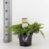 Strand Enebær 'Schlager' Juniperus Conferta 'Schlager' Potte 3,0 Liter,- 30-40 Cm. -Montoz Butik p10299 33839 juniperus conferta schlager ea15